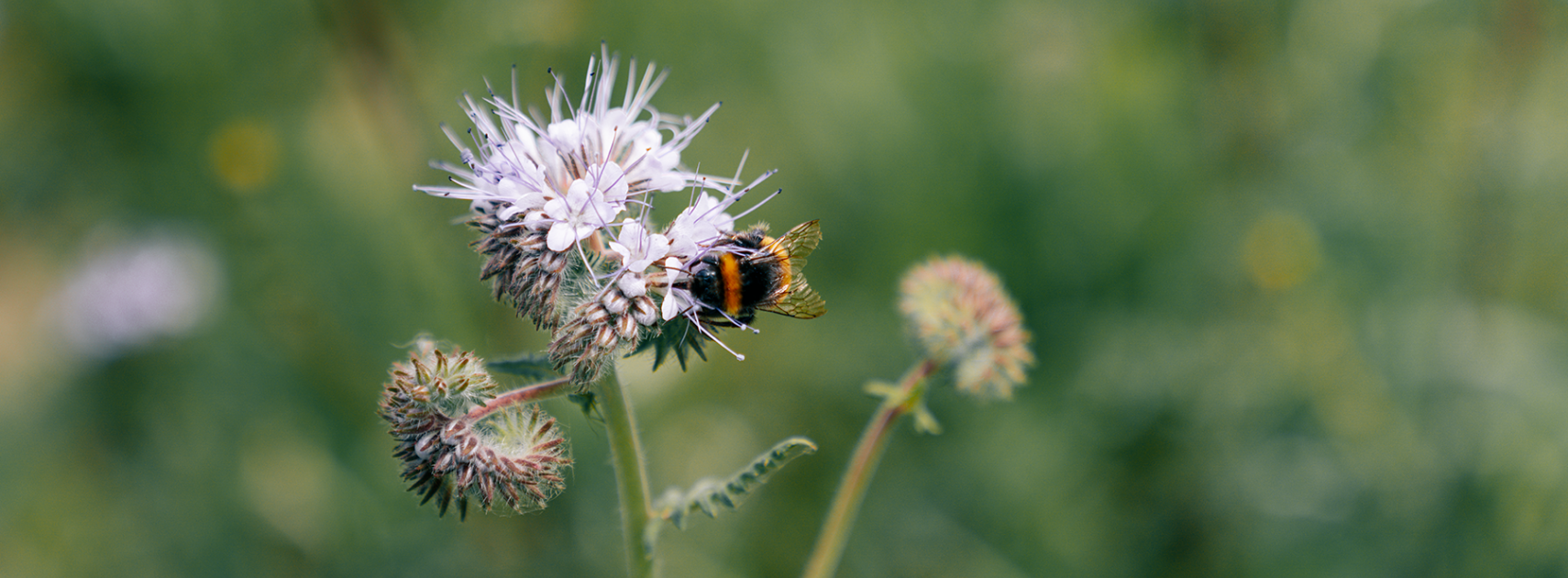 A mission-led company by French law, Ecotone successfully passes its first year audit!